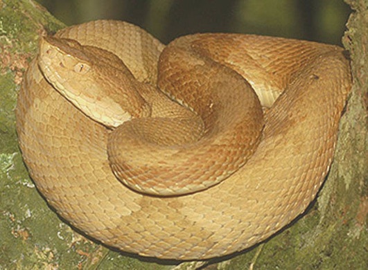 Golden Lancehead - snake island