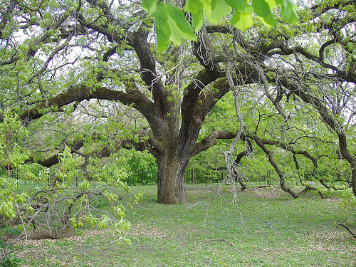 Oak Tree - Forever Trees of the Ancient Forests
