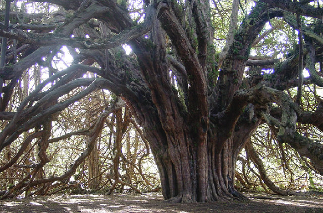 Giant Yew Tree - Forever Trees of the Ancient Forests