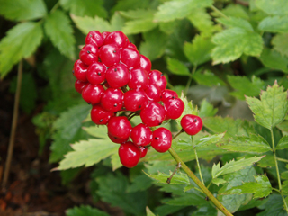 Red Baneberry