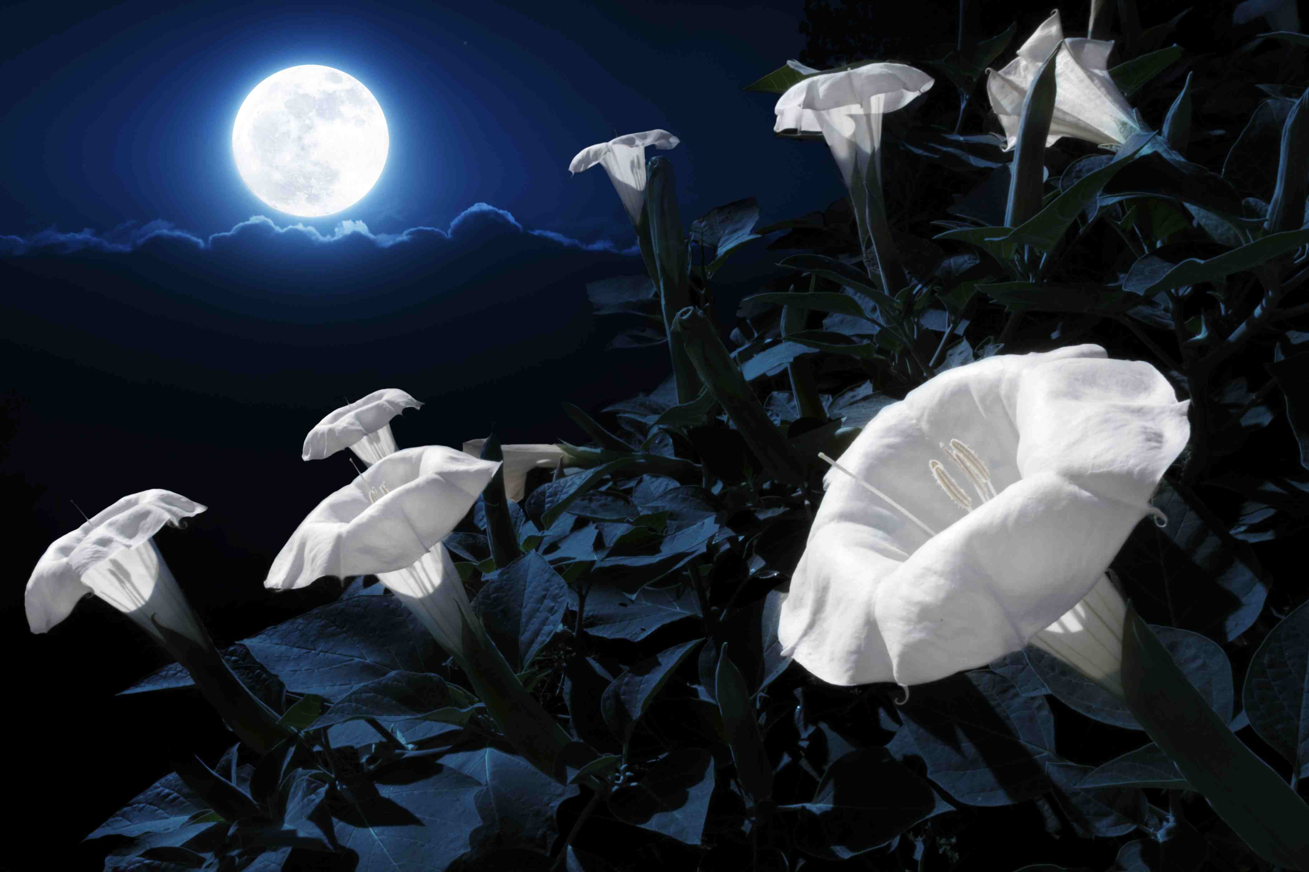 full flower moon