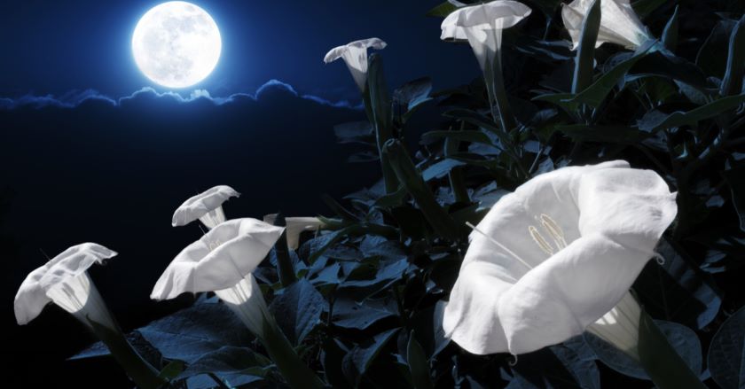 flower moon ritual